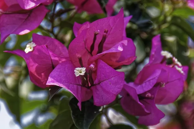 Violet PLP813